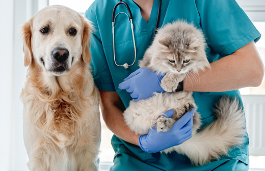 La prise de médicaments chez les chiens et les chats La prise de médicaments chez les chiens et les chats